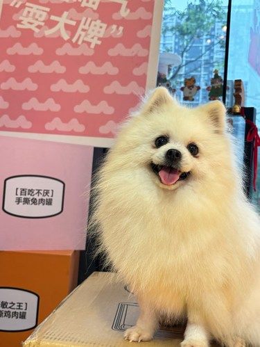 肇庆狗咪喵咪集结地～^_^