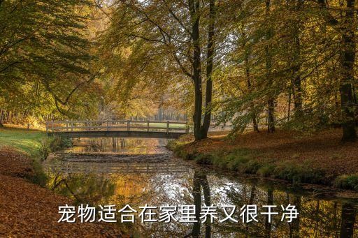 宠物适合在家里养又很干净