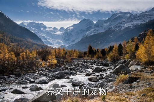 养又干净的宠物