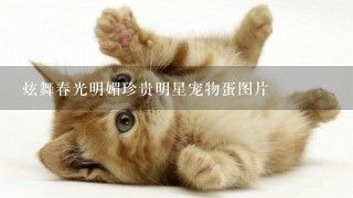 炫舞春光明媚珍贵明星宠物蛋图片
