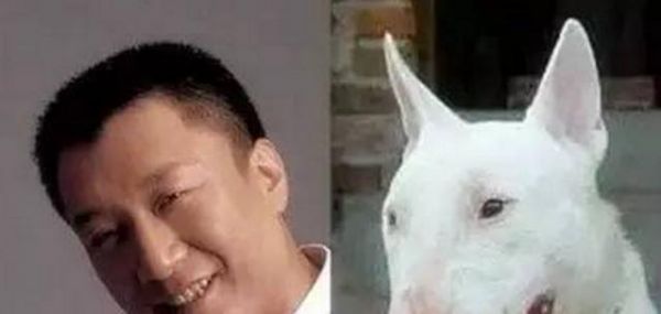 宠物界的明星脸，相似度爆表！你见到过几个？