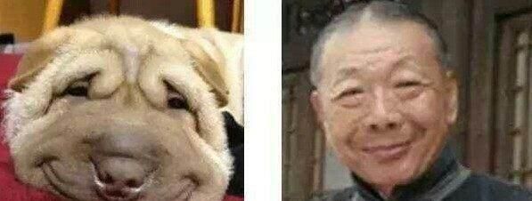宠物界的明星脸，相似度爆表！你见到过几个？