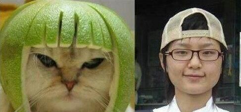 宠物界的明星脸，相似度爆表！你见到过几个？