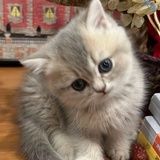 宠物猫知识