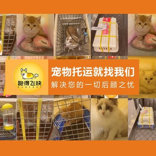 成都哪里可以寄宠物快递（成都哪家快递可以寄猫咪）