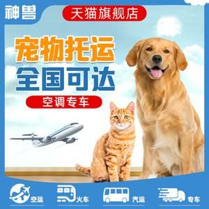 成都哪里可以寄宠物快递（成都哪家快递可以寄猫咪）