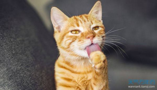 2022猫猫的好听的名字 2022猫名字大全洋气的