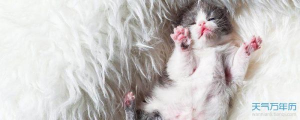 2022猫猫的好听的名字 2022猫名字大全洋气的