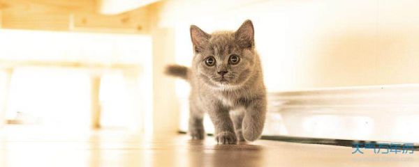 猫咪起个搞笑的名字 独一无二的猫咪名字