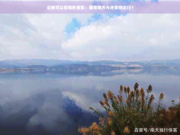 云南可以带狗的景区：哪些地方允许宠物出行？