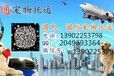 广州宠物空运广州火车宠物托运鸽子空运广州宠物随机办理