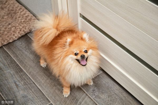 英系和美系博美犬,傻傻分不清楚,现在告诉你它们的区别!