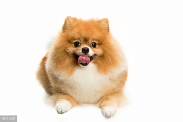 英系和美系博美犬,傻傻分不清楚,现在告诉你它们的区别!