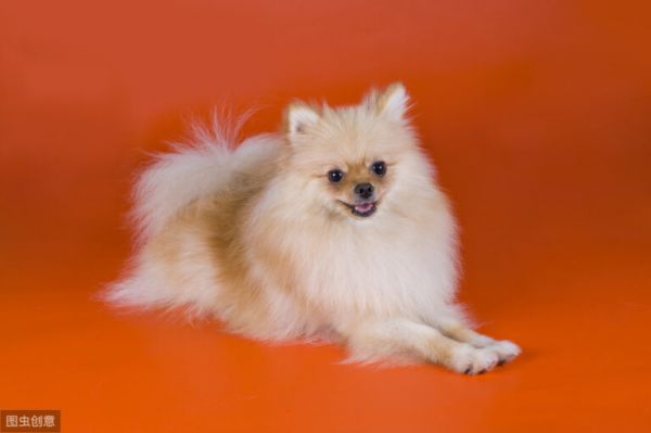 英系和美系博美犬,傻傻分不清楚,现在告诉你它们的区别!