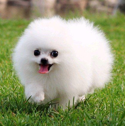 英系和美系博美犬,傻傻分不清楚,现在告诉你它们的区别!