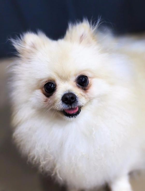 英系和美系博美犬,傻傻分不清楚,现在告诉你它们的区别!