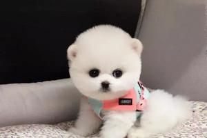 博美小型犬叫什么品种？博美属于哪个犬种？