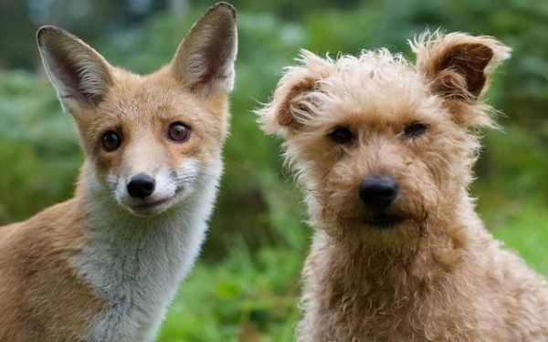 德国狐狸犬和博美的区别在哪(狗和狐狸可以生后代吗)
