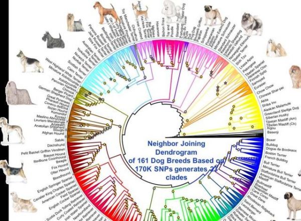 德国狐狸犬和博美的区别在哪(狗和狐狸可以生后代吗)