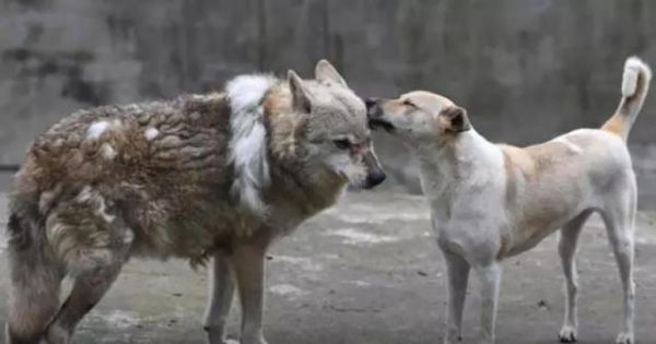 德国狐狸犬和博美的区别在哪(狗和狐狸可以生后代吗)