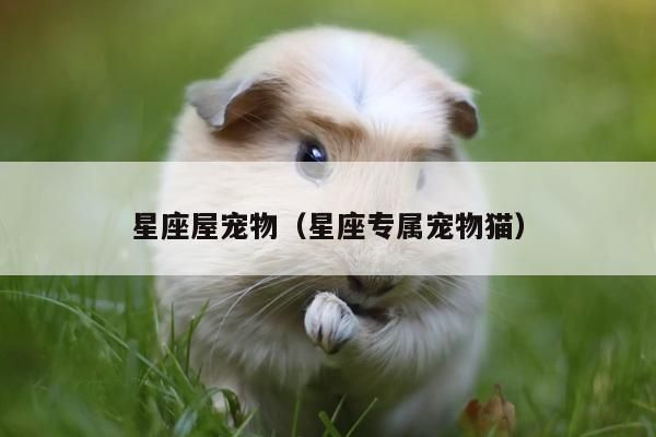 星座屋宠物（星座专属宠物猫）插图