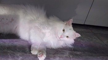 猫咪健康新选择！猫草片让宠物远离毛球困扰