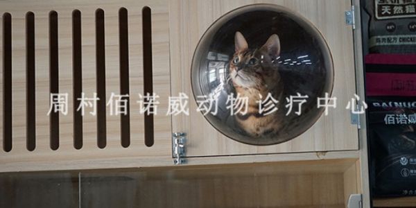周村天香公园附近的良心宠物医院地址,宠物医院