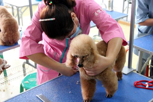 圣宠41期美容班综合美容-实操课