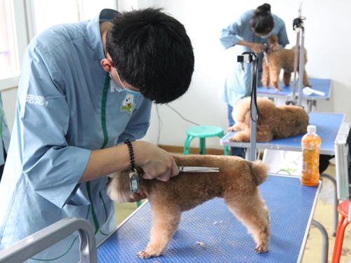 圣宠41期美容班贵宾犬美容-实操课