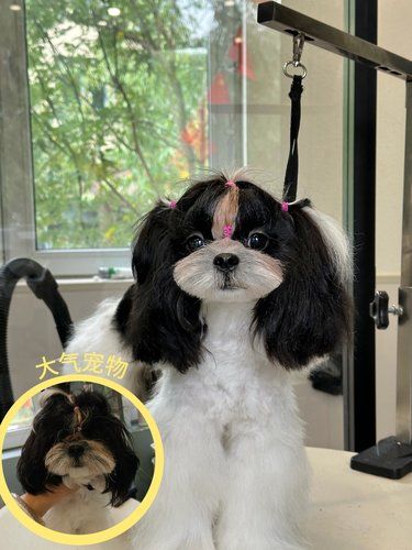 这家宠物店真的无语了