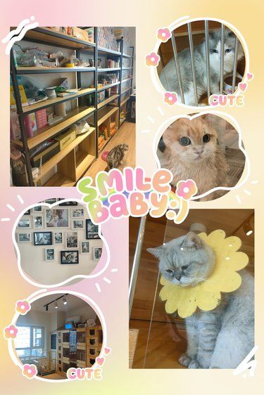 猫咪洗新革面之旅