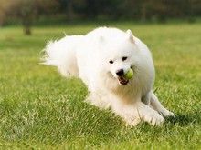 重庆万盛狗狗行为问题纠正 习惯纠正 -训犬教练电话