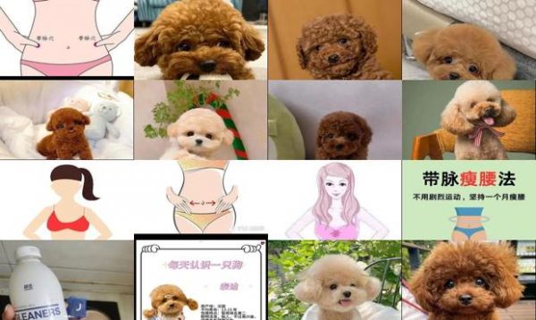 宠物狗名字大全萌萌哒泰迪
