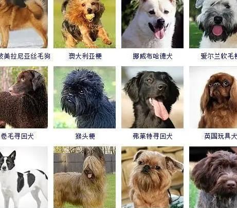 博美宠物狗的名字大全萌萌哒可爱_博美宠物狗的名字大全萌萌哒可爱图片