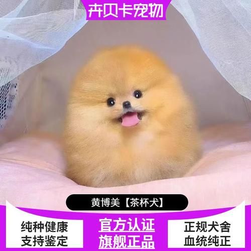 宠物狗博美名字大全萌萌哒_宠物狗博美名字大全萌萌哒的