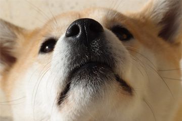 又萌又可爱的狗狗名字