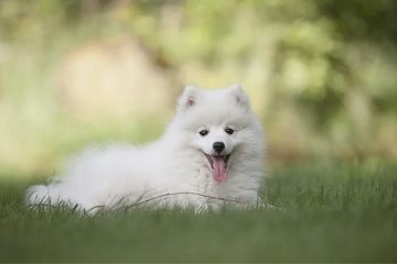 又萌又可爱的狗狗名字