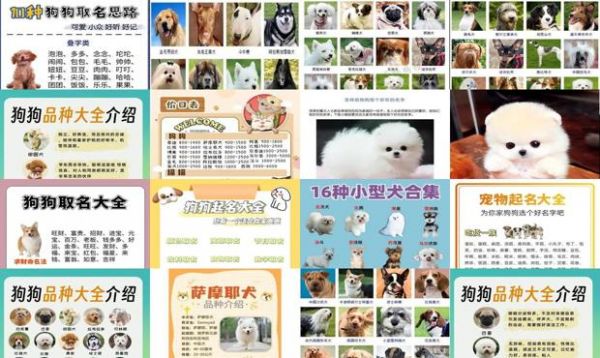 宠物狗名字大全萌萌哒女