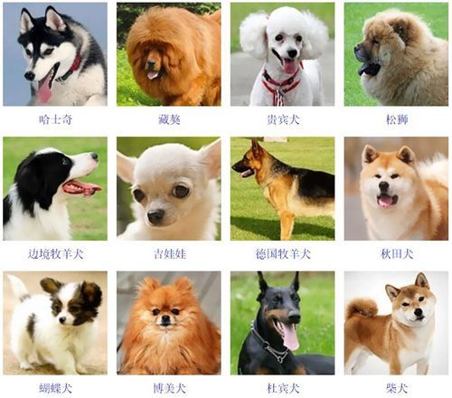 公宠物狗名字大全萌萌哒_公的宠物狗的名字大全