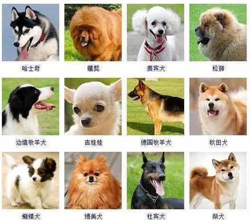 宠物狗名字，宠物狗名字大全萌萌哒