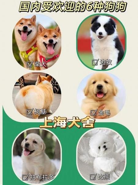 宠物狗名字，宠物狗名字大全萌萌哒