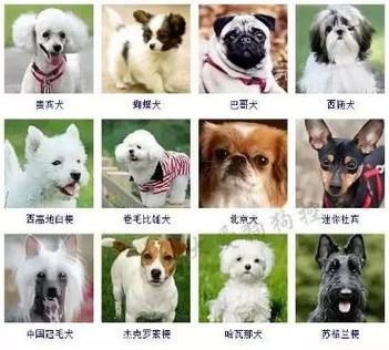 宠物狗名字，宠物狗名字大全萌萌哒