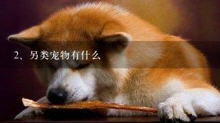 另类宠物有什么