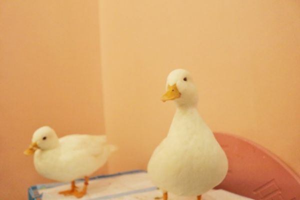 这 3 个另类宠物，你认识吗？