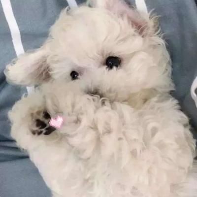 宠物狗名字大全