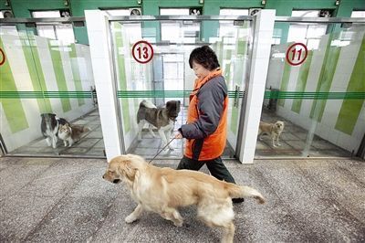 宠物寄养春节前火爆，宠物寄养一天多少钱？