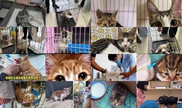 猫咪安乐死多少钱一针
