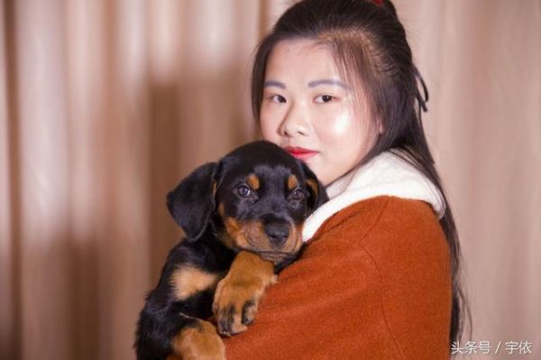 怎样养好狗狗？需要注意哪些问题？我的亲身经验分享给大家！