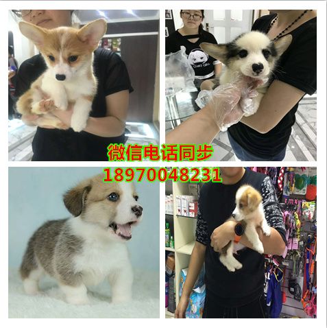 陵水附近哪里有店：交易