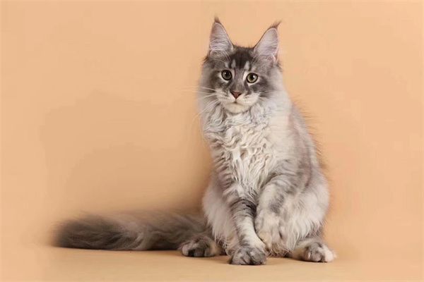 深圳盐田区猫舍附近的位置 深圳猫咖排行榜